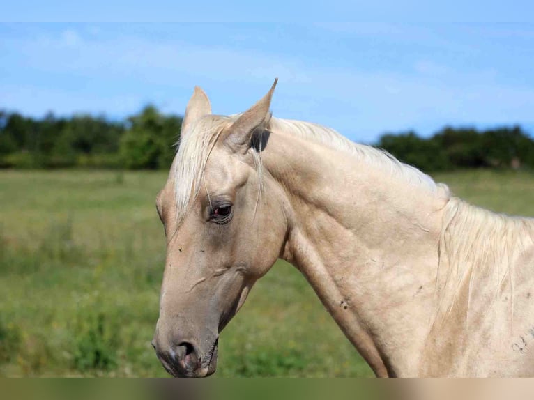 Achal-Tekkiner Hengst 2 Jahre 162 cm Palomino in goven