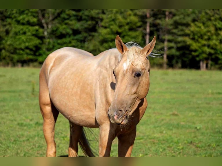 Achal-Tekkiner Hengst 2 Jahre 162 cm Palomino in goven