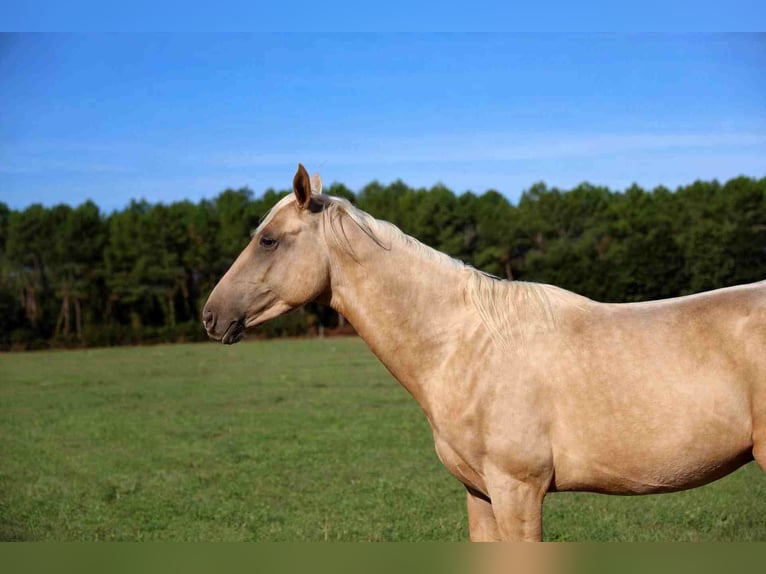 Achal-Tekkiner Hengst 2 Jahre 162 cm Palomino in goven