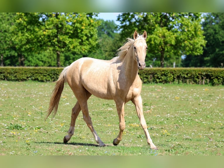 Achal-Tekkiner Hengst 2 Jahre 162 cm Palomino in goven