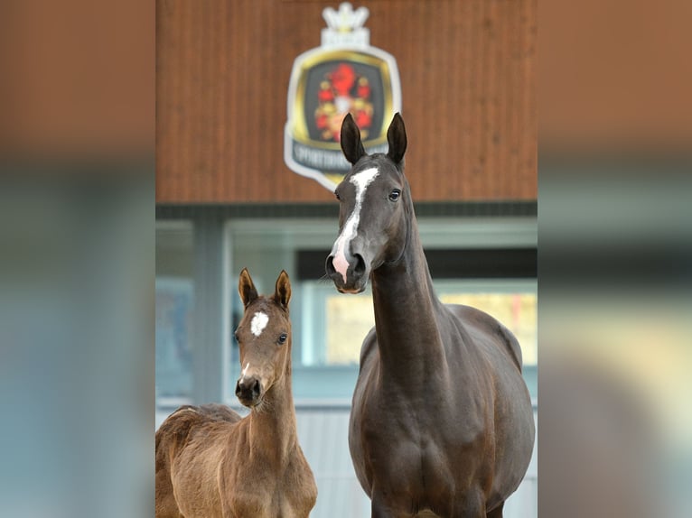 Achal-Tekkiner Hengst 2 Jahre Rappe in Ovelgönne