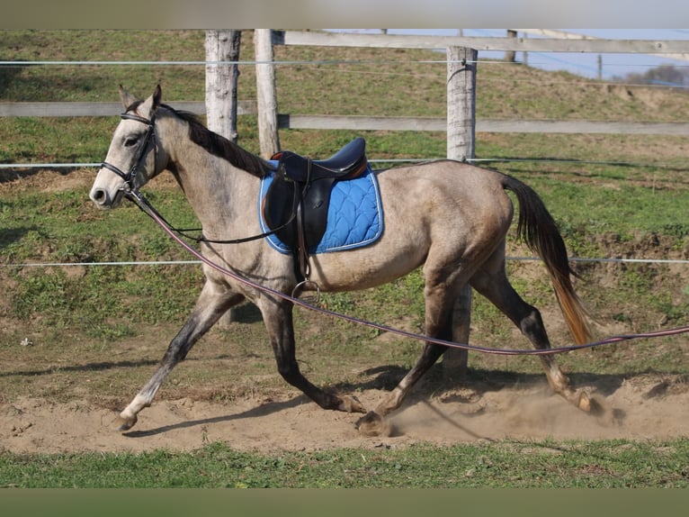 Achal-Tekkiner Hengst 3 Jahre 158 cm Schimmel in Kisbér