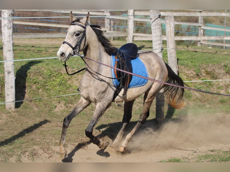 Achal-Tekkiner Hengst 3 Jahre 158 cm Schimmel in Kisbér