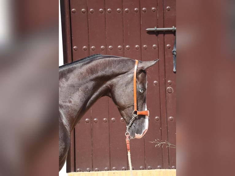 Achal-Tekkiner Hengst 3 Jahre 159 cm Rappe in Malaga