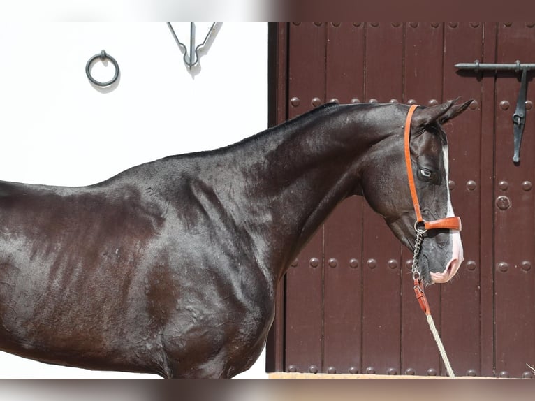Achal-Tekkiner Hengst 3 Jahre 159 cm Rappe in Malaga