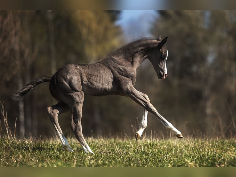 Achal-Tekkiner Hengst 3 Jahre 159 cm Rappe in Malaga