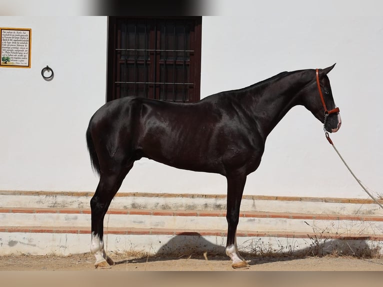 Achal-Tekkiner Hengst 3 Jahre 159 cm Rappe in Malaga