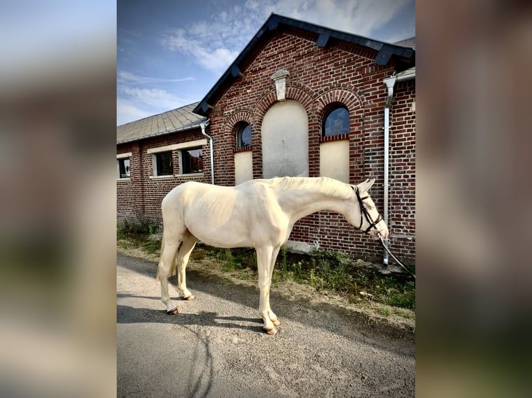 Achal-Tekkiner Mix Hengst 3 Jahre 160 cm Cremello in Courtonne la Meurdrac
