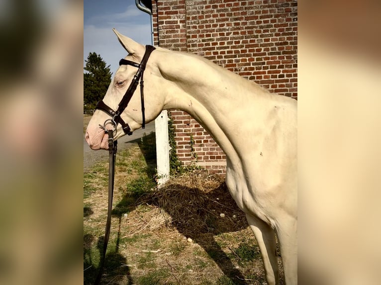 Achal-Tekkiner Mix Hengst 3 Jahre 160 cm Cremello in Courtonne la Meurdrac