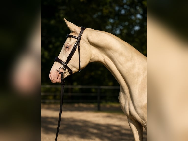 Achal-Tekkiner Mix Hengst 3 Jahre 160 cm Cremello in Courtonne la Meurdrac