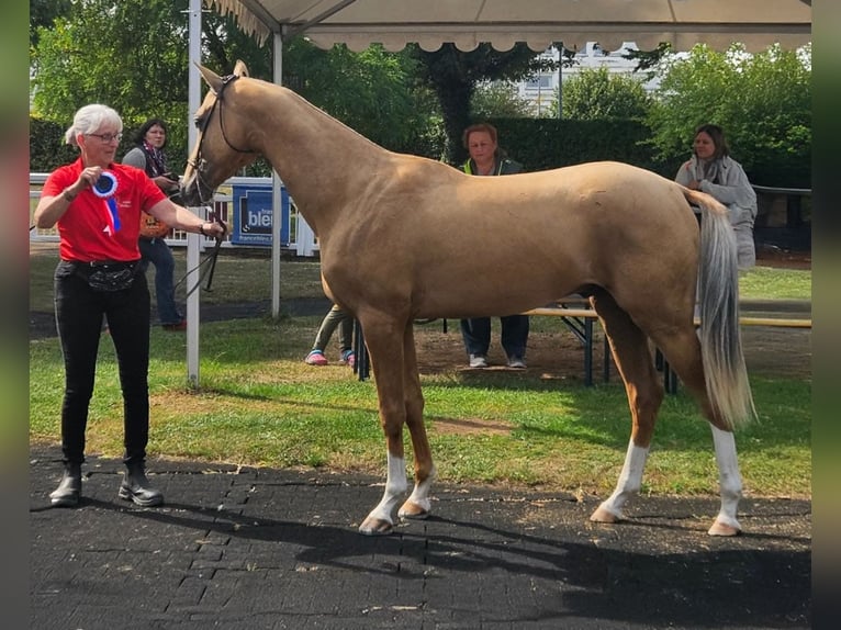 Achal-Tekkiner Hengst 3 Jahre 160 cm Palomino in Mørkøv