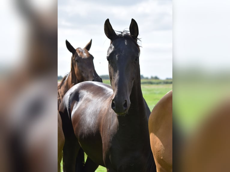 Achal-Tekkiner Hengst 3 Jahre 162 cm Rappe in Ovelg&#xF6;nne