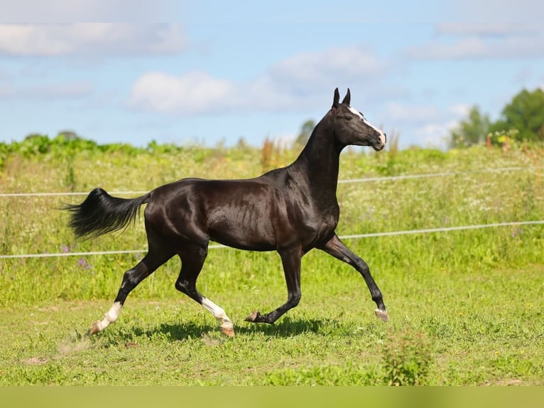 Achal-Tekkiner Hengst 3 Jahre 162 cm Rappe in San Pietroburgo