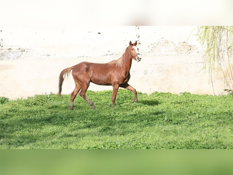 Achal-Tekkiner Hengst 3 Jahre 165 cm Fuchs in Brienon-sur-Armançon