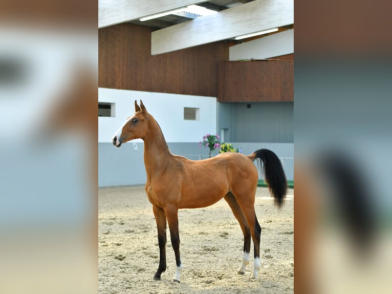 Achal-Tekkiner Hengst 3 Jahre Brauner in Ovelgönne