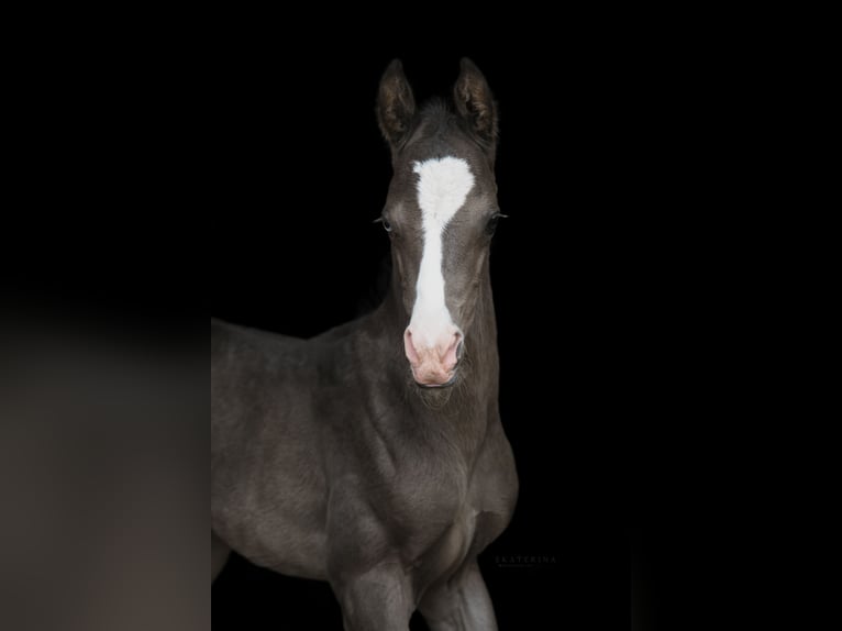 Achal-Tekkiner Hengst 4 Jahre 159 cm Rappe in Malaga
