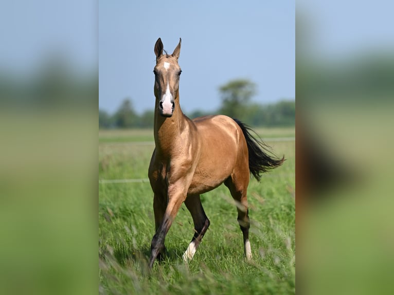Achal-Tekkiner Hengst 4 Jahre 160 cm Buckskin in Ovelgönne