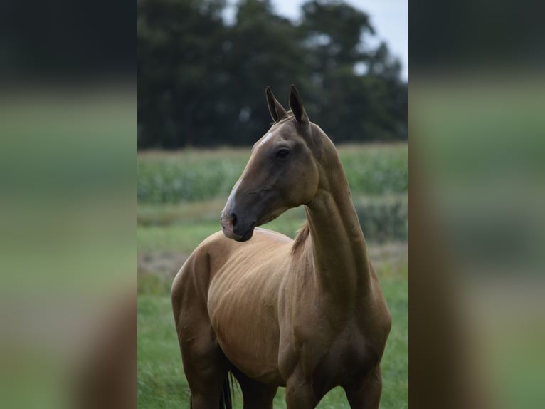 Achal-Tekkiner Hengst 4 Jahre 160 cm Buckskin in Ovelgönne