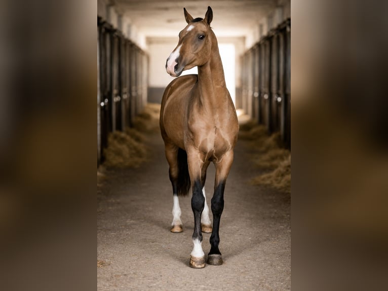 Achal-Tekkiner Hengst 4 Jahre 161 cm Buckskin in Ovelgönne