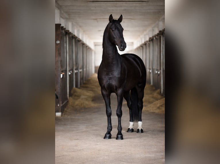 Achal-Tekkiner Hengst 4 Jahre 162 cm Rappe in Ovelgönne