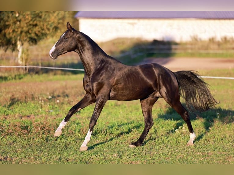 Achal-Tekkiner Hengst 5 Jahre 162 cm Rappe in Arischia