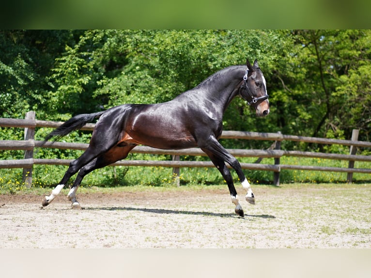 Achal-Tekkiner Hengst 6 Jahre 159 cm Dunkelbrauner in Novo mesto
