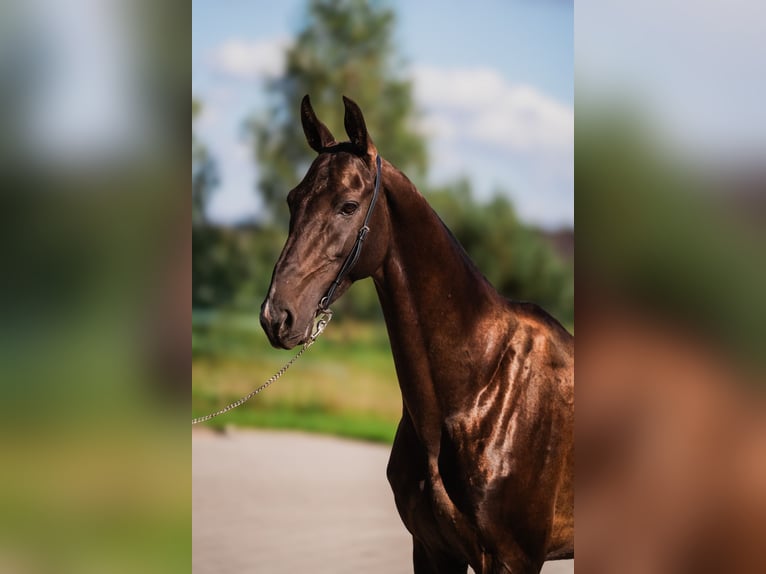 Achal-Tekkiner Hengst 6 Jahre Dunkelbrauner in DZILNUCIEMS
