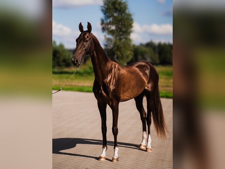 Achal-Tekkiner Hengst 6 Jahre Dunkelbrauner in DZILNUCIEMS