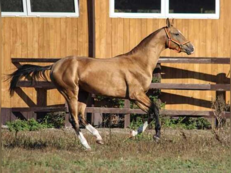 Achal-Tekkiner Hengst 7 Jahre 163 cm Buckskin in Ukraine