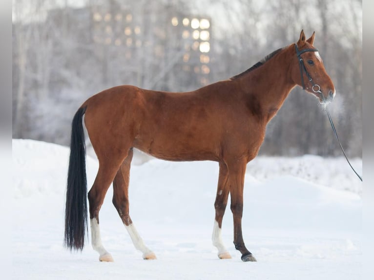 Achal-Tekkiner Hengst 7 Jahre 163 cm Hellbrauner in Ole&#x15B;nica-Folwark