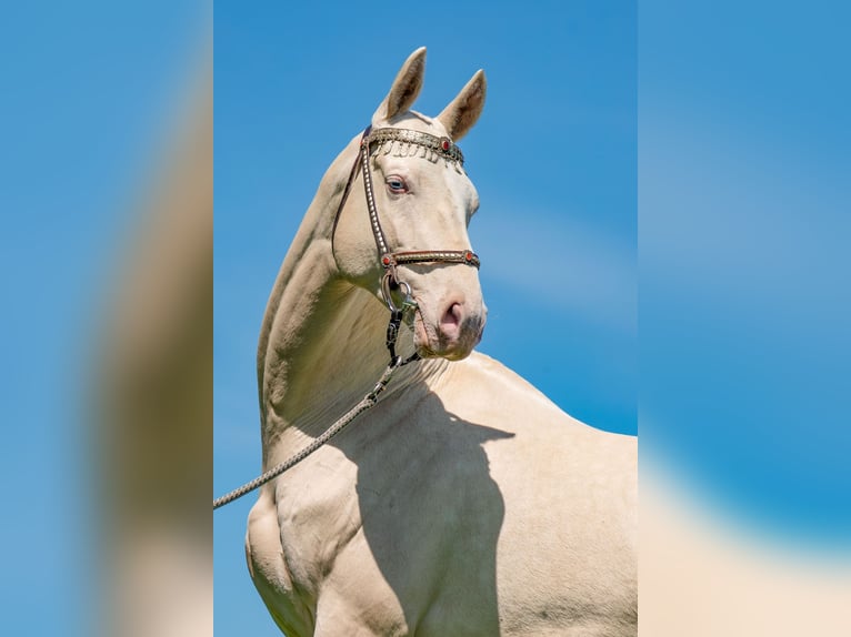 Achal-Tekkiner Hengst 8 Jahre 155 cm Perlino in Klatovy