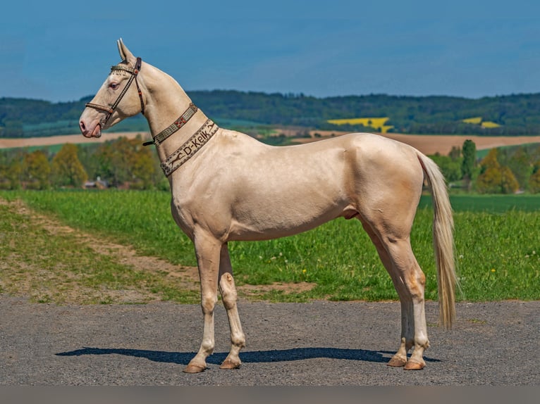 Achal-Tekkiner Hengst 8 Jahre 155 cm Perlino in Klatovy