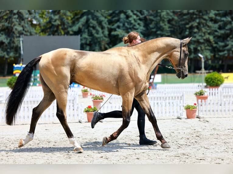 Achal-Tekkiner Hengst 8 Jahre Buckskin in Dzilnuciems