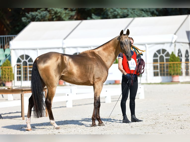 Achal-Tekkiner Hengst 8 Jahre Buckskin in Dzilnuciems