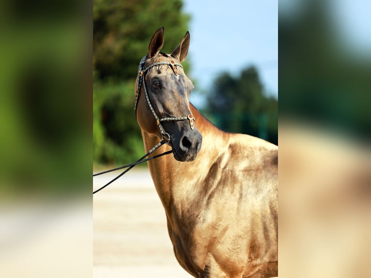 Achal-Tekkiner Hengst 8 Jahre Buckskin in Dzilnuciems