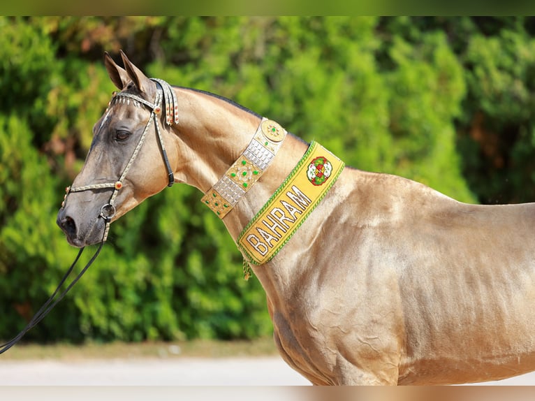 Achal-Tekkiner Hengst 8 Jahre Buckskin in Dzilnuciems