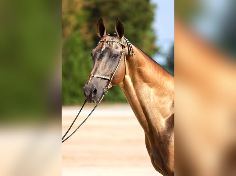 Achal-Tekkiner Hengst 8 Jahre Buckskin in Dzilnuciems