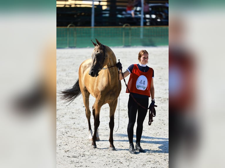 Achal-Tekkiner Hengst 8 Jahre Buckskin in Dzilnuciems