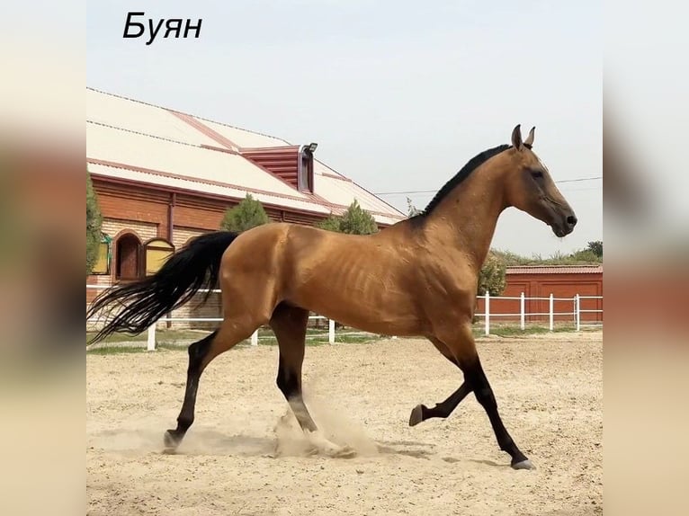 Achal-Tekkiner Hengst 9 Jahre 162 cm Hellbrauner in Istanbul