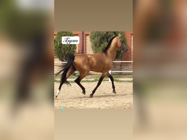 Achal-Tekkiner Hengst 9 Jahre 162 cm Hellbrauner in Istanbul