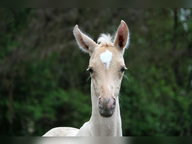 Achal-Tekkiner Hengst Fohlen (01/2024) 160 cm Palomino in GOVEN