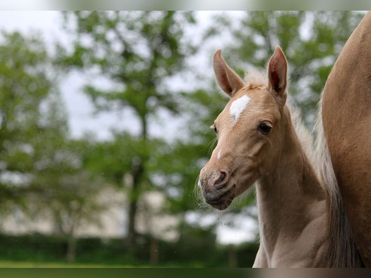 Achal-Tekkiner Hengst Fohlen (01/2024) 160 cm Palomino in GOVEN