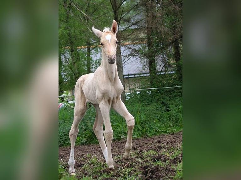 Achal-Tekkiner Hengst Fohlen (01/2024) 160 cm Palomino in GOVEN