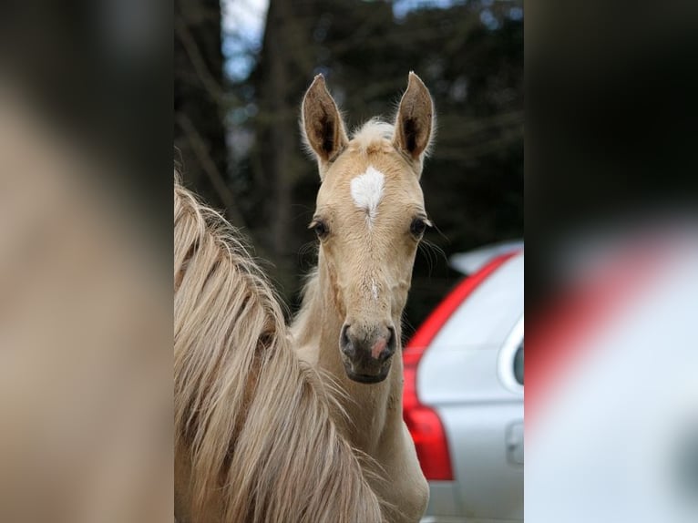 Achal-Tekkiner Hengst Fohlen (01/2024) 160 cm Palomino in GOVEN