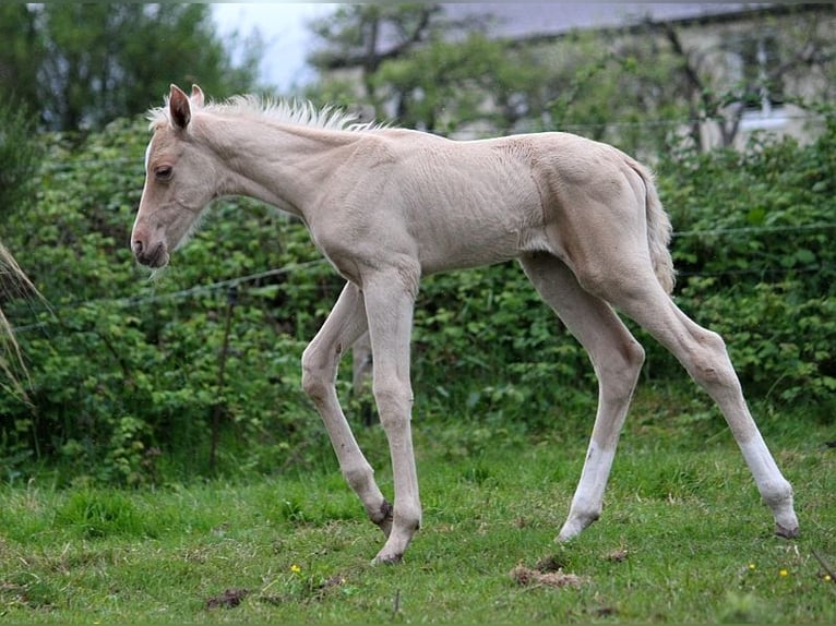 Achal-Tekkiner Hengst Fohlen (01/2024) 160 cm Palomino in GOVEN