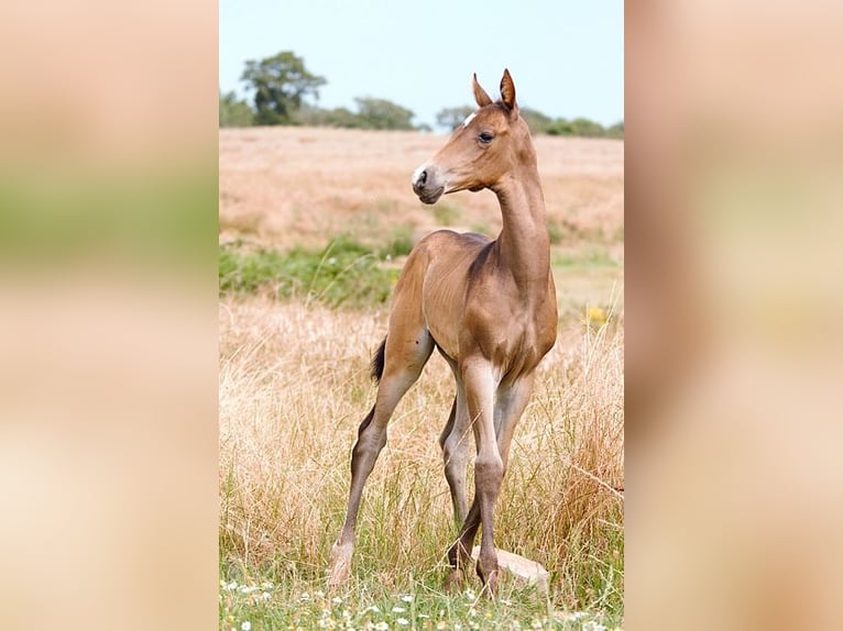 Achal-Tekkiner Hengst Fohlen (06/2024) 162 cm Buckskin in GOVEN