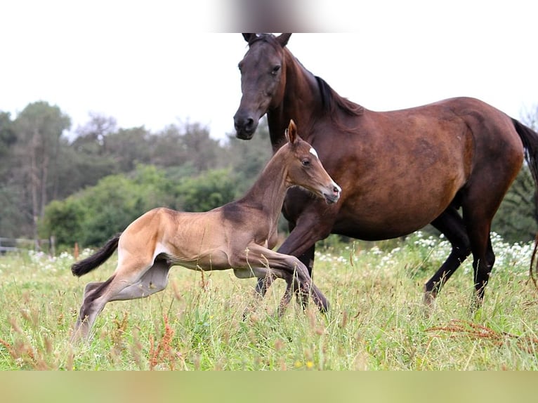 Achal-Tekkiner Hengst Fohlen (06/2024) 162 cm Buckskin in GOVEN