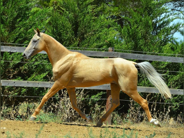 Achal-Tekkiner Hengst Palomino in GOVEN