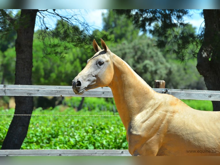 Achal-Tekkiner Hengst Palomino in GOVEN