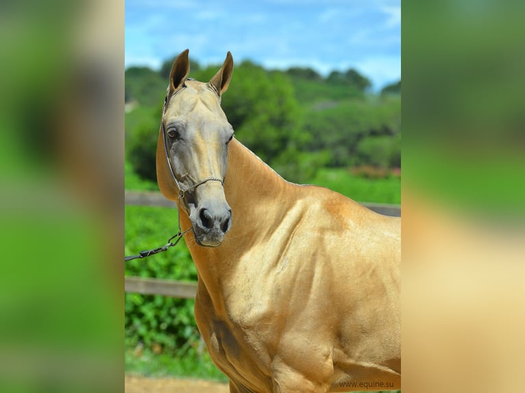 Achal-Tekkiner Hengst Palomino in GOVEN